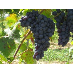 Conegliano csemegeszőlő VITIS VINIFERA CONEGLIANO (KÜLÖNLEGES CSEMEGE) SZGY