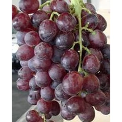 Ruby King Seedles csemegeszőlő