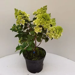 Bugás hortenzia   HYDRANGEA PANICULATA 30/35 K3