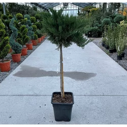 Nehézszagú boróka   JUNIPERUS SABINA TAMARISCIFOLIA T1/2 K14