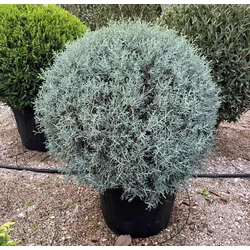 Oszlopos, kék arizoniai ciprus CUPRESSUS ARIZONICA FASTIGIATA GÖMB 50/60 K45