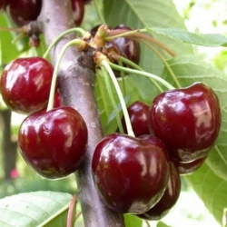 Valerij Cskalov cseresznye PRUNUS AVIUM VALERIJ CSKALOV SZGY