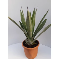 Agávé   AGAVE DESERTI K10