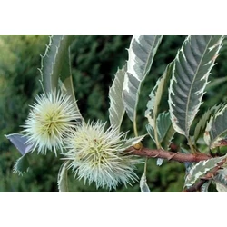 Tarka levelű szelídgesztenye CASTANEA SATIVA ALBOMARGINATA 8/10 T160 K25