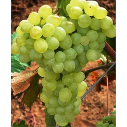 Angéla csemegeszőlő VITIS ANGÉLA (KÜLÖNLEGES CSEMEGE) SZGY