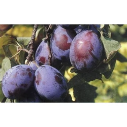 Tuleu Gras szilva PRUNUS DOMESTICA TULEU GRAS K10-12