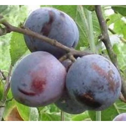 Szilvia szilva PRUNUS DOMESTICA SZILVIA K10-12