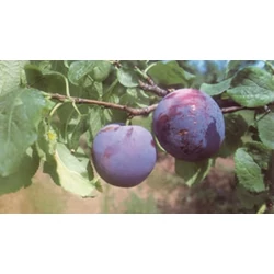 Sermina ringló PRUNUS DOMESTICA SERMINA K10-12