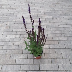 Ligeti zsálya SALVIA NEMOROSA CARRADONNA K1,5