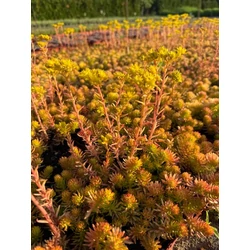 Varjúháj SEDUM REFLEXUM PRIMA ANGELINA CS15