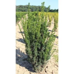 Oszlopos tiszafa TAXUS MEDIA HILLII 80/100*
