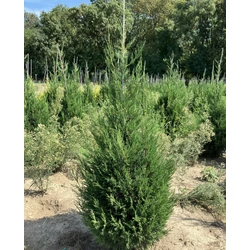 Leyland ciprus CUPRESSOCYPARIS LEYLANDII &#039;2001&#039; 100/125*