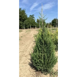 Leyland ciprus CUPRESSOCYPARIS LEYLANDII '2001' 125/150*