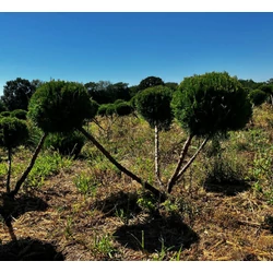 Terülő boróka JUNIPERUS MEDIA MINT JULEP BONSAI 60/80**