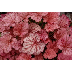 Tűzeső HEUCHERA 