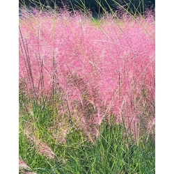 Texas fű vagy vattacukor fű MUHLENBERGIA CAPILLARIS CS15