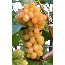 Helikon szépe csemegeszőlő