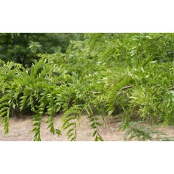 Oszlopos lepényfa   GLEDITSIA TRIACANTHOS SKYLINE 6/8 K45