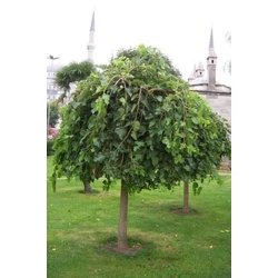 Szomorú eperfa MORUS ALBA PENDULA T160 6/8 K35