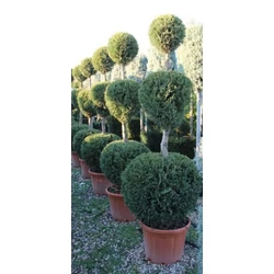 Leyland ciprus   CUPRESSOCYPARIS LEYLANDII 3 GÖMB 150/160 K25