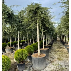 Csüngő himalájai cédrus  CEDRUS DEODARA PENDULA T200 20/25 K180