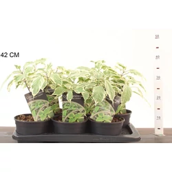 Végzetfa CLERODENDRON TRICHOTOMUM 20/25 CS17