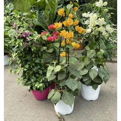 Murvafürt BOUGAINVILLEA GLABRA SANDERIANA PIRAMIS 70CM K3