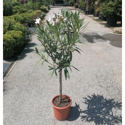 Leander NERIUM OLEANDER T1/2 K7