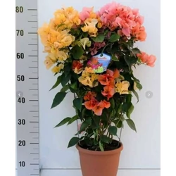 Murvafürt BOUGAINVILLEA 2-3 SZÍN/FAL 80CM K5