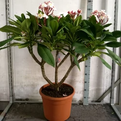 Pluméria   PLUMERIA RUBRA 120CM K40