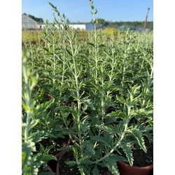 Sudárzsálya SALVIA YANGII CRAZY BLUE CS15