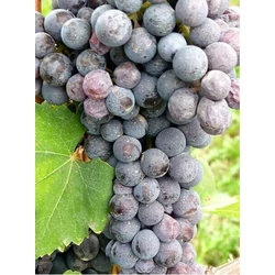 Szürkebarát borszőlő VITIS VINIFERA SZÜRKEBARÁT (BOR, FEHÉR) KONTÉNERES