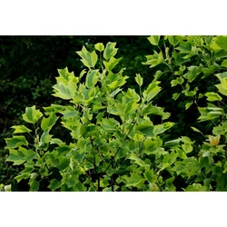 Aranysárga, tarka tulipánfa  LIRIODENDRON TULIPIFERA AUREOMARGINATUM 200/250 K15