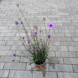 Zörgővirág CATANANCHE CAERULEA CS13