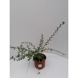 Fűzlevelű madárbirs COTONEASTER SALICIFOLIUS PARKTEPPICH 15/25 K2