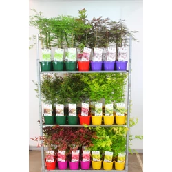 Japán juhar  ACER PALMATUM FAJTÁK30/40 CS19