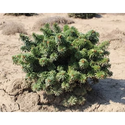 Törpe balzsam jegenyefenyő ABIES BALSAMEA PICCOLO 20/30*