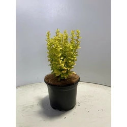 Sárga oszlopos japán borbolya BERBERIS THUNBERGII MARIA K2