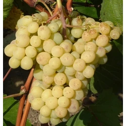 Narancsízű csemegeszőlő