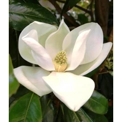Örökzöld liliomfa   MAGNOLIA GRANDIFLORA GALLISONIENSIS PRAECOX T1/2 14/16 K90