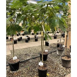 Selyemakác    ALBIZIA JULIBRISSIN T120/140 K18