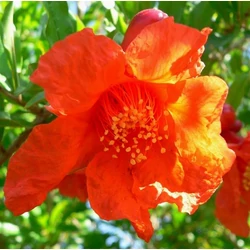 Gránátalma PUNICA GRANATUM T1/2 40/50 K110