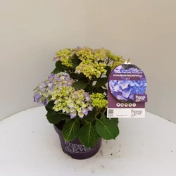 Kerti hortenzia   HYDRANGEA MACROPHYLLA FOREVER AND EVER 30/40 K5