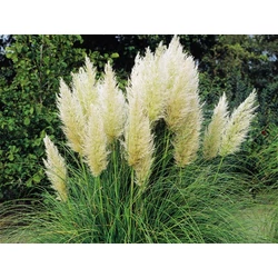 Fehér pampafű CORTADERIA SELLOANA EVITA K9,5