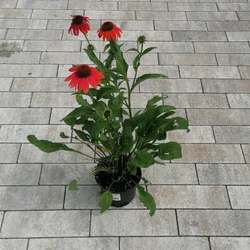 Bíbor kasvirág ECHINACEA PURPUREA PRAIRIE BLAZE ORANGE SUNSET CS13