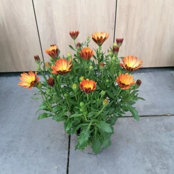 Afrikai aranyvirág OSTEOSPERMUM CS12