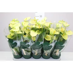 Flamingóvirág ANTHURIUM ANDRAEANUM CS12