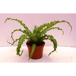 Madárfészekpáfrány ASPLENIUM ANTIQUUM CS12