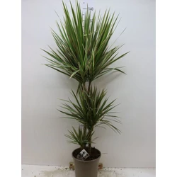 Tarka sárkányfa DRACAENA MARGINATA BICOLOR 3 TÖRZSÖN (60/30/15CM) CS21