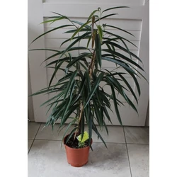 Fűzlevelű fikusz FICUS BINNENDIIJKII ALII CS21
